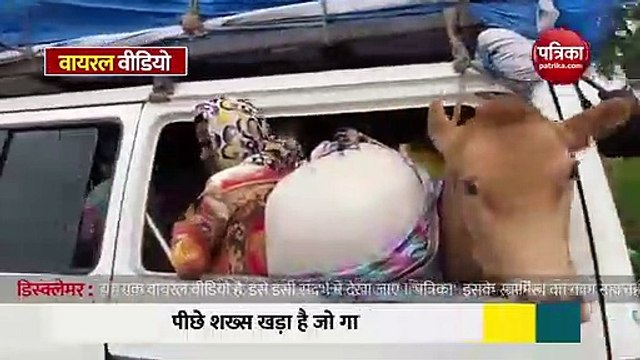 'सॉलिड' जुगाड़! कार में बिठाकर ले जा रहे है गाय, देखें मजेदार video