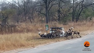 Hyena Cornered by Wild Dogs Calls for Backup_| Kruger National Park