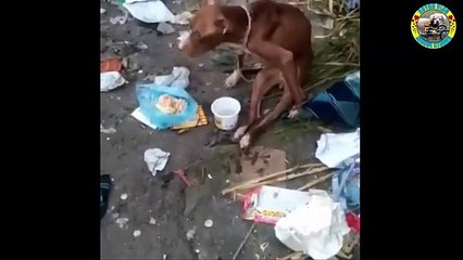 Rescue Disabled Dog Was Thrown Into The Landfill Under Heavy Rain