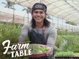 Farm To Table: Ginataang Tilapia with Singkang ala Chef JR Royol