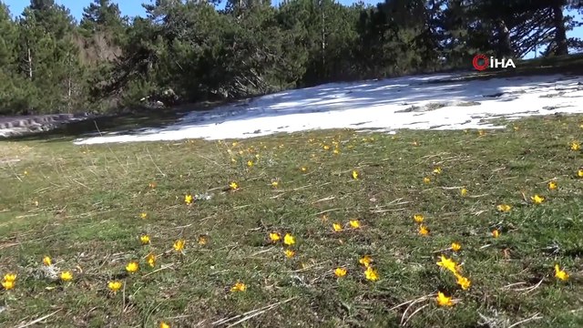 Gölcük Yaylası’nda doğal görsel şölen