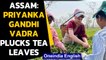 Priyanka Gandhi seen plucking tea leaves in Assam: watch the video| Oneindia News