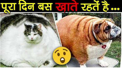10 मोटे जानवर जो खा-खा के फट गए  | Top 10 Fattest Animals in the World