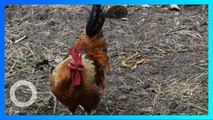 Ayam Jantan ‘Bunuh’ Pemiliknya saat Berusaha Kabur dari Sabung Ayam Ilegal - TomoNews