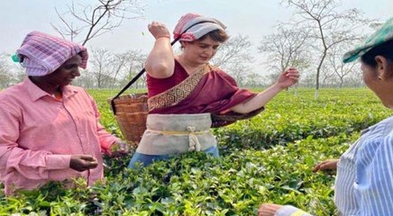 झूमर डांस के बाद चाय के बागानों में पहुंची प्रियंका गांधी, मजदूरों के साथ तोड़ीं चाय की पत्तियां