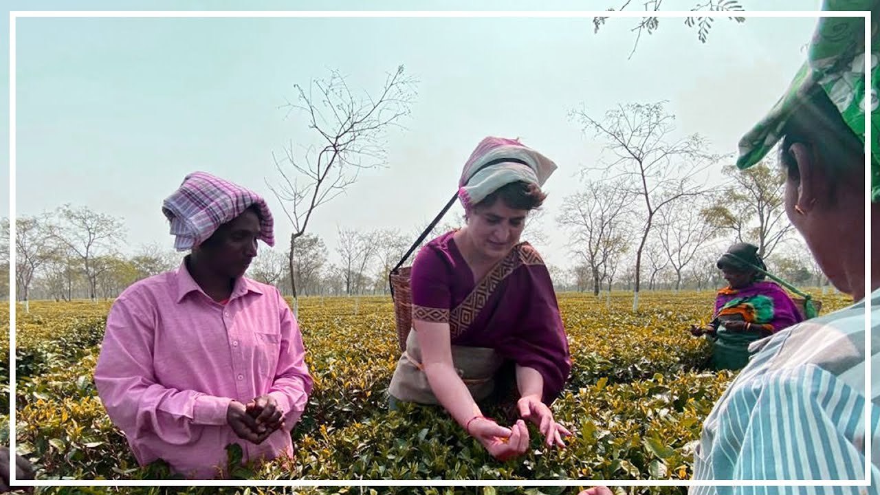 असम: प्रियंका गांधी ने चाय बागान मजदूरों से की मुलाकात, सिर पर टोकरी लगाकर चाय की पत्तियां तोड़ीं