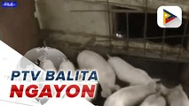 Igacos LGU, giandam na ang tabang alang sa hog raisers sa Talicud nga naapektuhan sa ASF