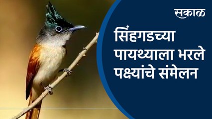 सिंहगडच्या पायथ्याला भरले पक्ष्यांचे संमेलन |Sinhagad | Bird Valley | Pune
