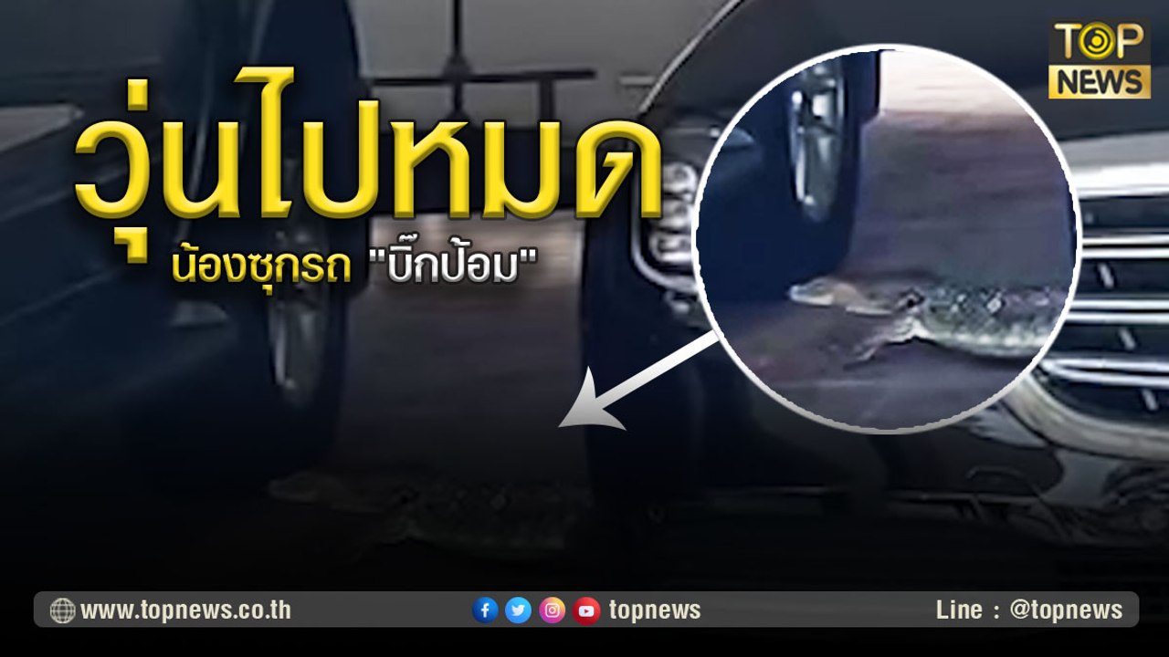 "น้องแค่แวะมาเที่ยว" ไล่จับวุ่น! ตัวเงินตัวทองซุกรถ "บิ๊กป้อม" | TOP NEWS | 2 มี.ค. 64