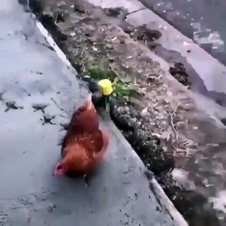 Une poule saccage un chantier