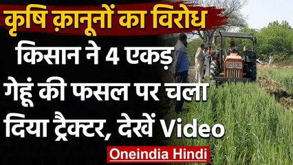 Farmer Law के विरोध में किसान ने जोत डाली Wheat की फसल, 4 एकड़ में खड़ी फसल की नष्ट | वनइंडिया हिंदी