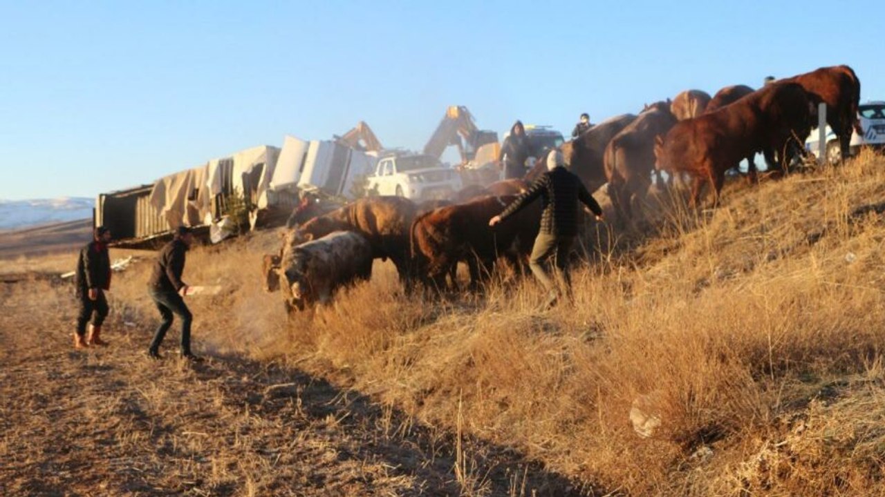TIR devrildi, 5 büyükbaş hayvan firar etti