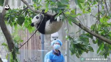 以前总是说摘“熊猫果”，总算看见真的了
