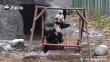 秋千争夺战