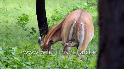 Baby nilgai follows its mother in the forest