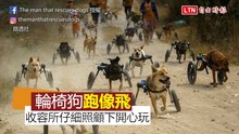 跑起來不輸人！泰國收容所細心照顧 大量癱瘓狗開心嬉鬧
