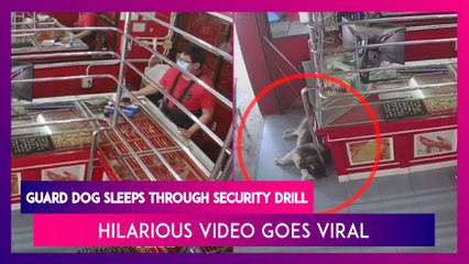 Guard Dog Sleeps Through Security Training Drill, Hilarious Video Goes Viral