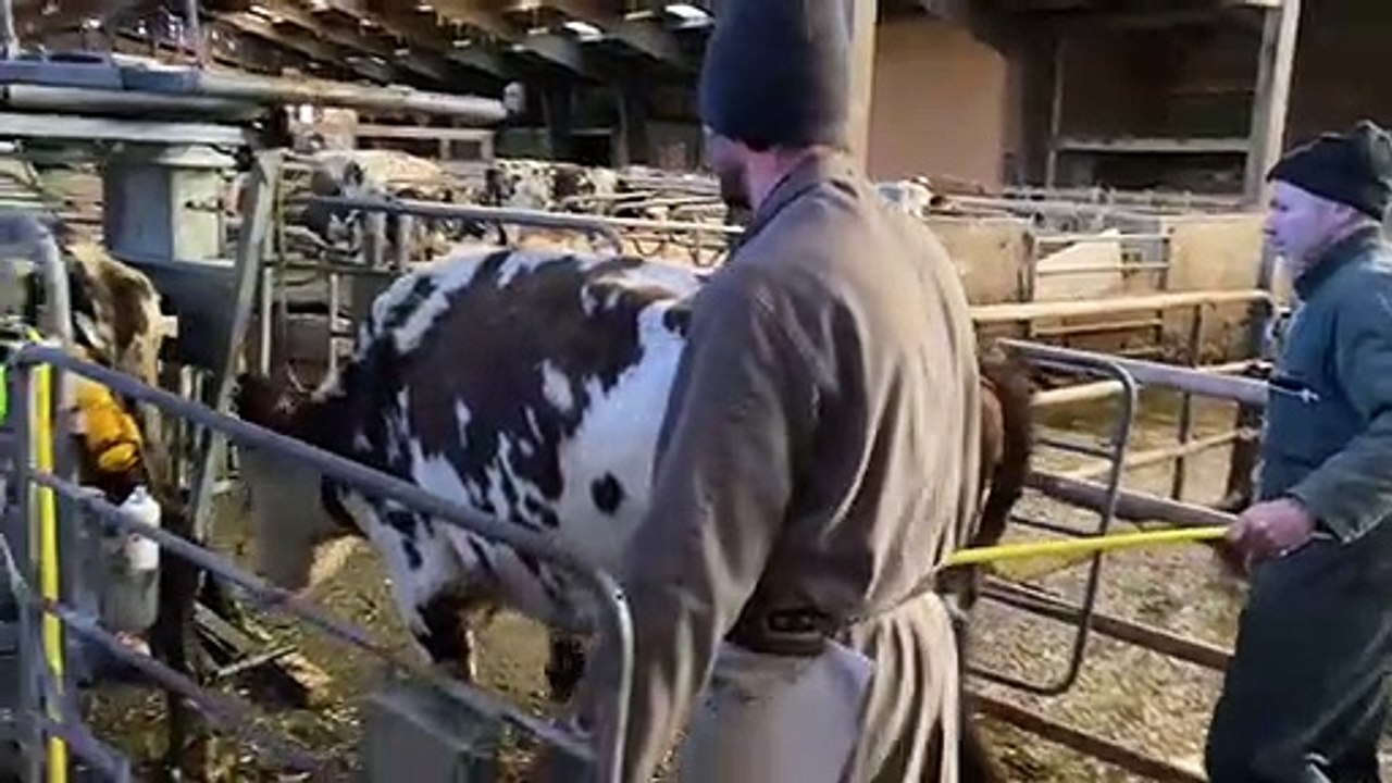 Nicolas, pédicure bovin, installant une vache dans sa cage de parage pour la soigner