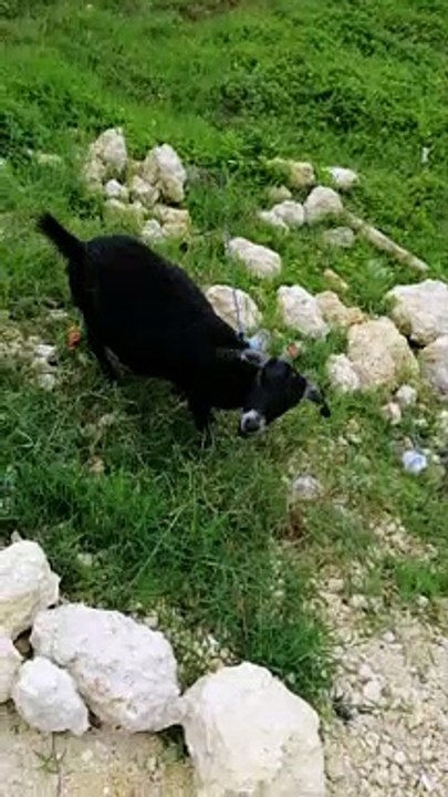 BABABLACK SHEEEEEEEP 