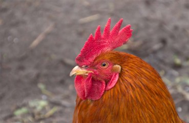 Rooster will appear in court after killing owner during illegal cockfight