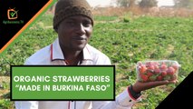Burkina Faso: Organic strawberries “made in Burkina Faso”