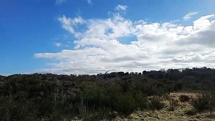 Orion the parrot in flight