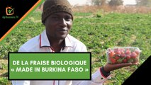 Burkina Faso : De la fraise biologique « made in Burkina Faso »