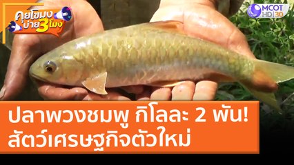 "ปลาพวงชมพู" กิโลละ 2 พัน สัตว์เศรษฐกิจตัวใหม่ (2 มี.ค. 64) คุยโขมงบ่าย 3 โมง | 9 MCOT HD