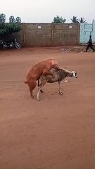 Togo : cette vidéo montrant un cochon qui chevauche un mouton choque la toile
