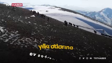 Emir Dağı'ının Yılkı Atları