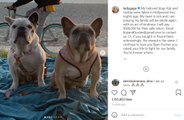 El cuidador de los perros de Lady Gaga rompe su silencio tras resultar herido defendiéndolos