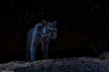 Des images inédites montrent un léopard noir ultra-rare au kenya