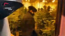 Brozolo (TO) - Scoperta serra di marijuana in un casolare (02.03.21)