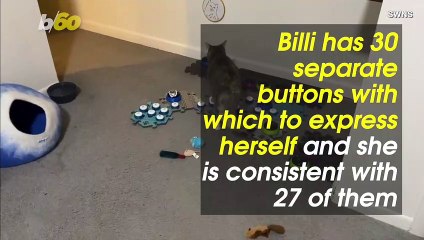 Must See! This Genius Cat Can ‘Talk’ to Her Owner By Pressing Buttons With Her Paws