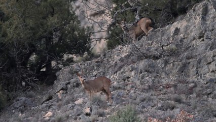 Chevrillards frère et sœur... / Young roe deers, brother and sister...
