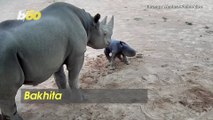 Rearing Rhino! Watch This Adorable Newborn Rhino Struggle To Take First Steps at Aussie Zoo!
