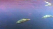 Nova espécie de baleias, México