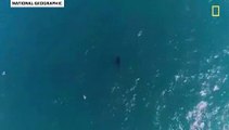 Tubarão filmado a afogar baleia no primeiro ataque conhecido do género
