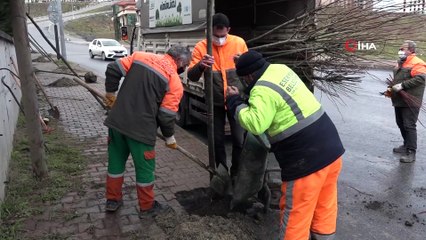 Esenyurt’a ıhlamur ve akasya ağaçları dikildi