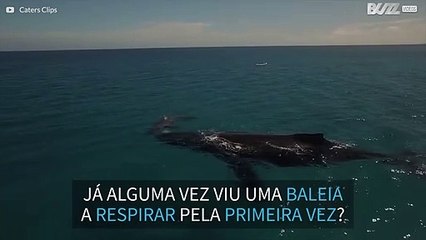 Baleia recém-nascida respira pela primeira vez!
