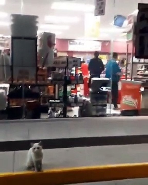 Gato supermercado