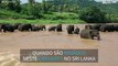 Elefantes orfãos são mimados com banhos de mangueira