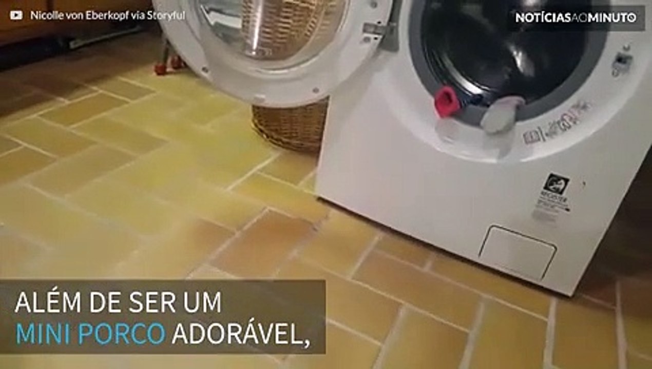 Mini porco se diverte ao tirar as roupas da máquina de lavar