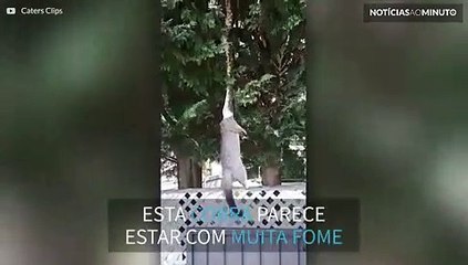 Cobra pendurada em árvore captura gambá enorme
