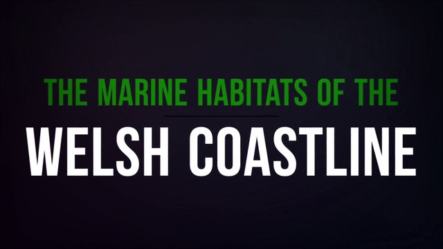 The Marine Habitats of the Welsh Coastline