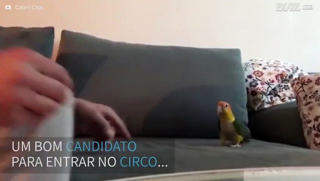 Periquito talentoso mostra seus truques