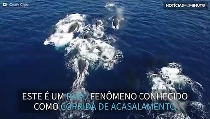 Baleias fazem fantástica corrida de acasalamento!