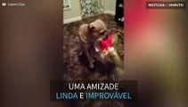 Cão e rato são melhores amigos