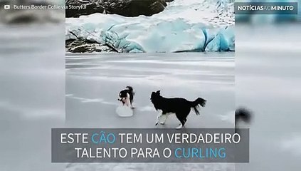 Cão se prepara para entrar na equipe olímpica de curling
