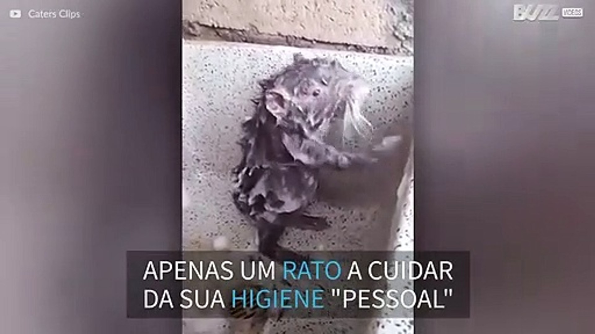 Rato no banheiro sobe na perna da pessoa